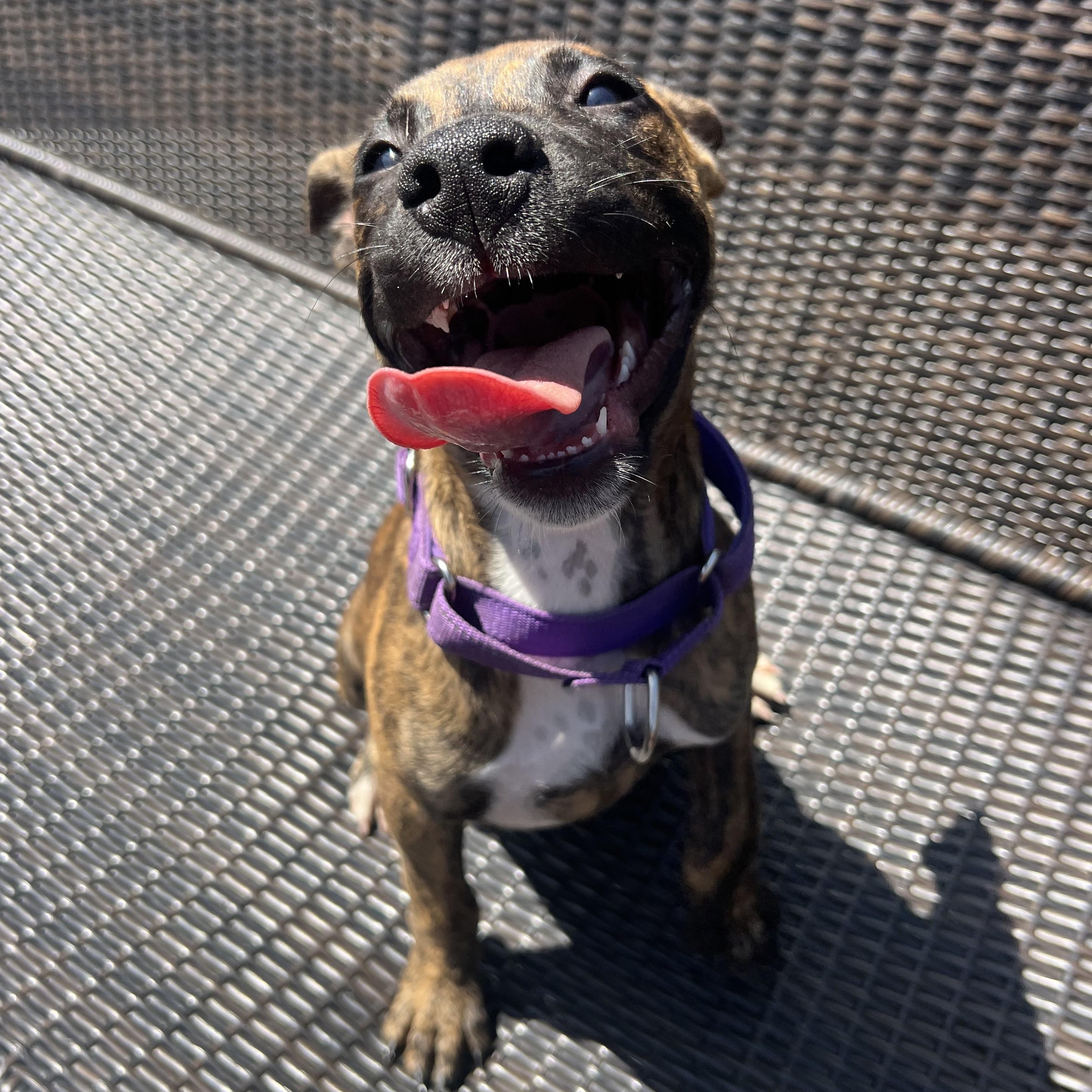 Kalypso, a ADOPTABLE Mixed Breed in Thornhill, ON image 6/6