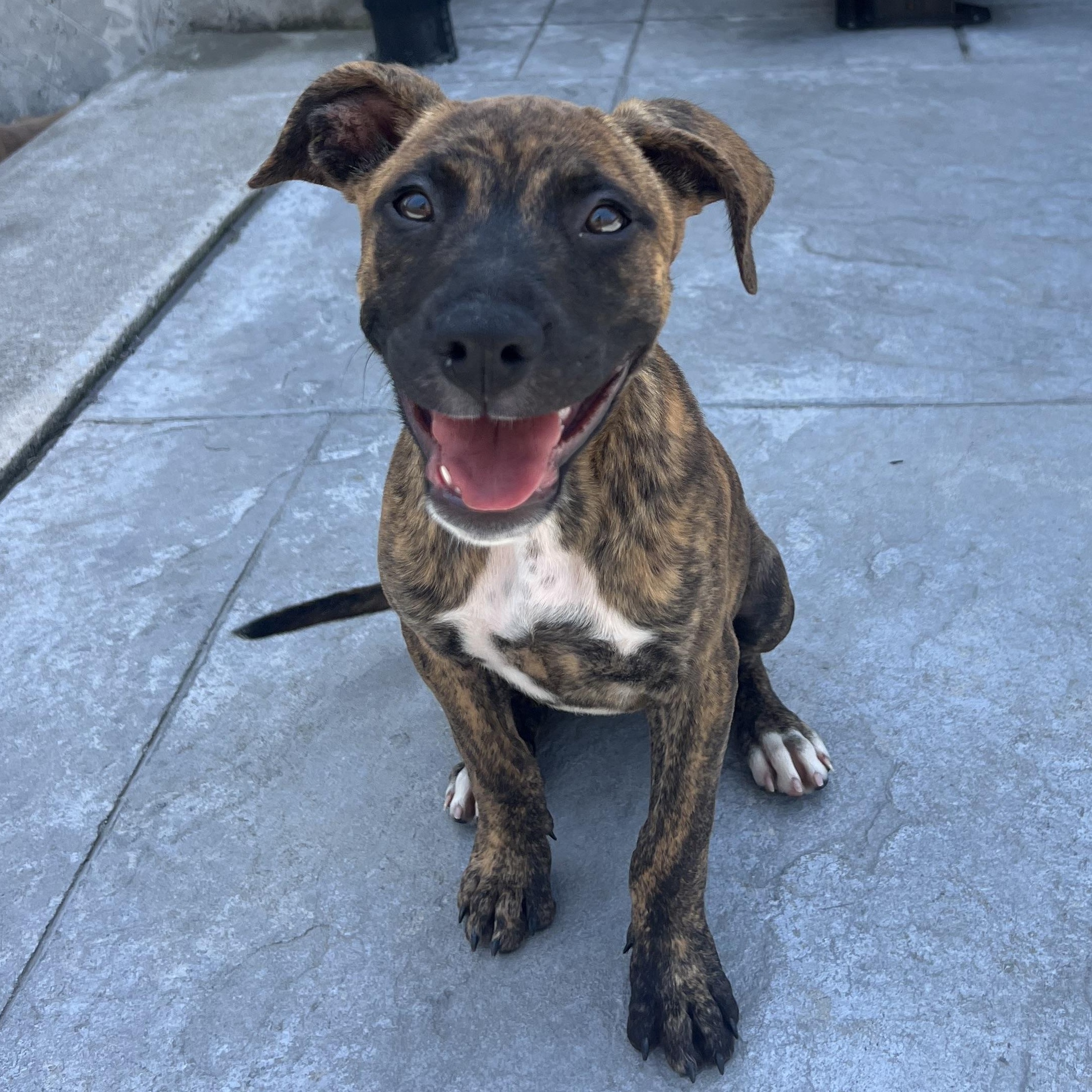 Kalypso, a ADOPTABLE Mixed Breed in Thornhill, ON image 5/6