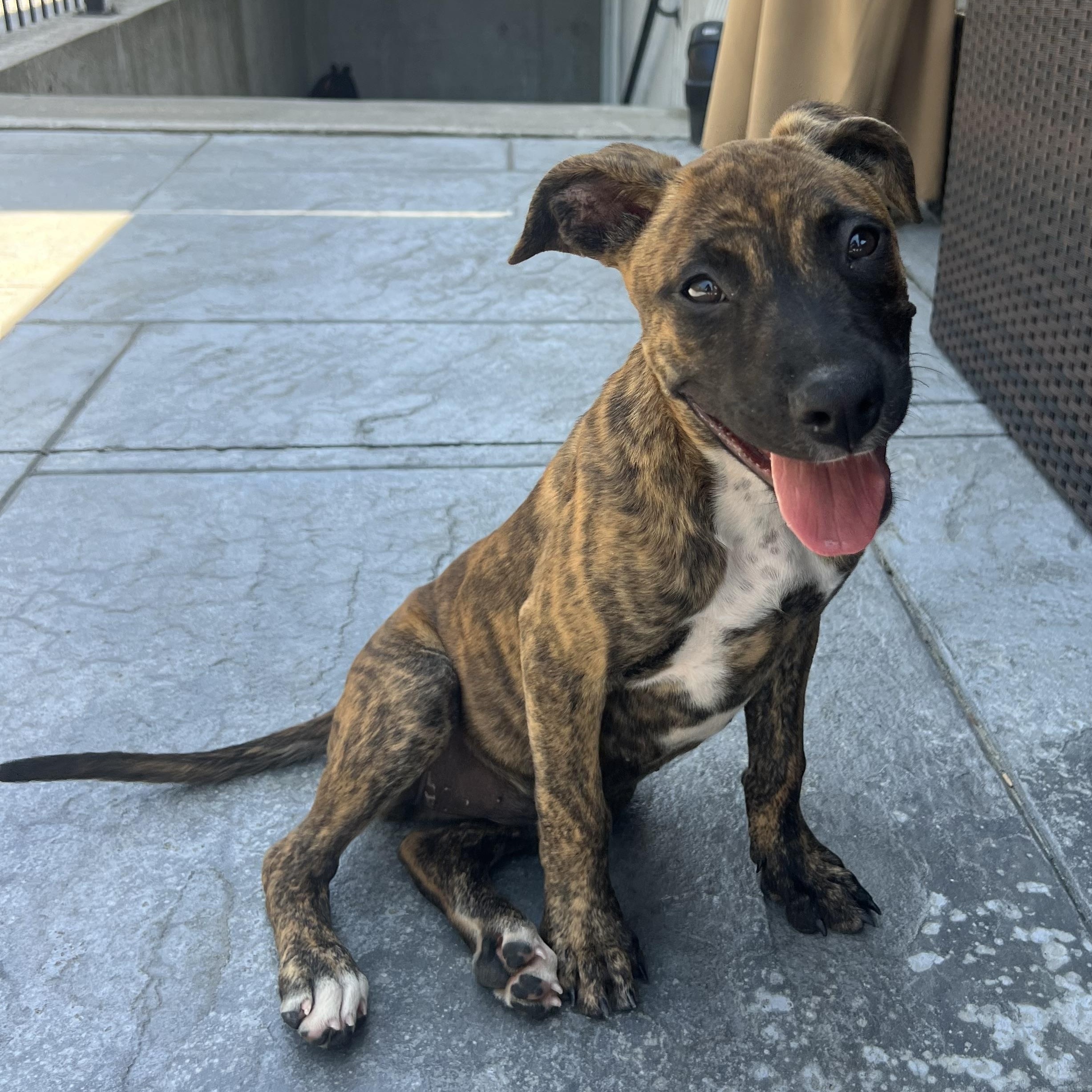 Kalypso, ADOPTABLE, Puppy Female Mixed Breed.