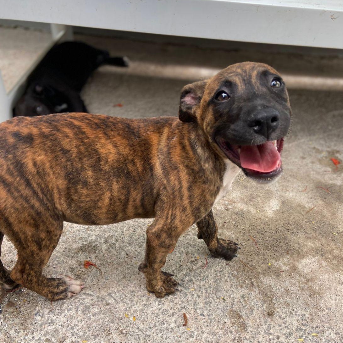 Kalypso, a ADOPTABLE Mixed Breed in Thornhill, ON image 4/6