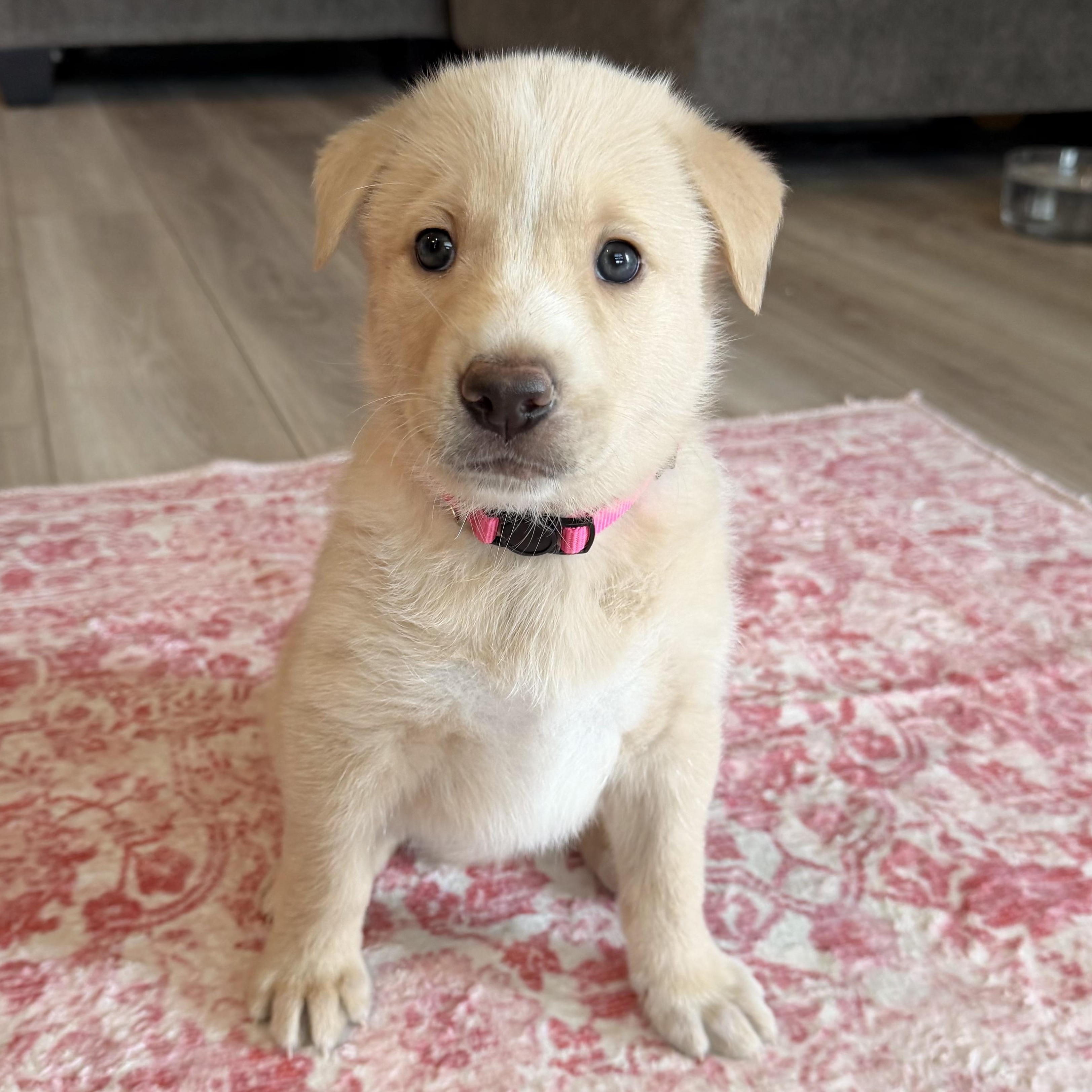 Enlarge Arya, a ADOPTABLE mixed breed in Bryan, TX image 2/2