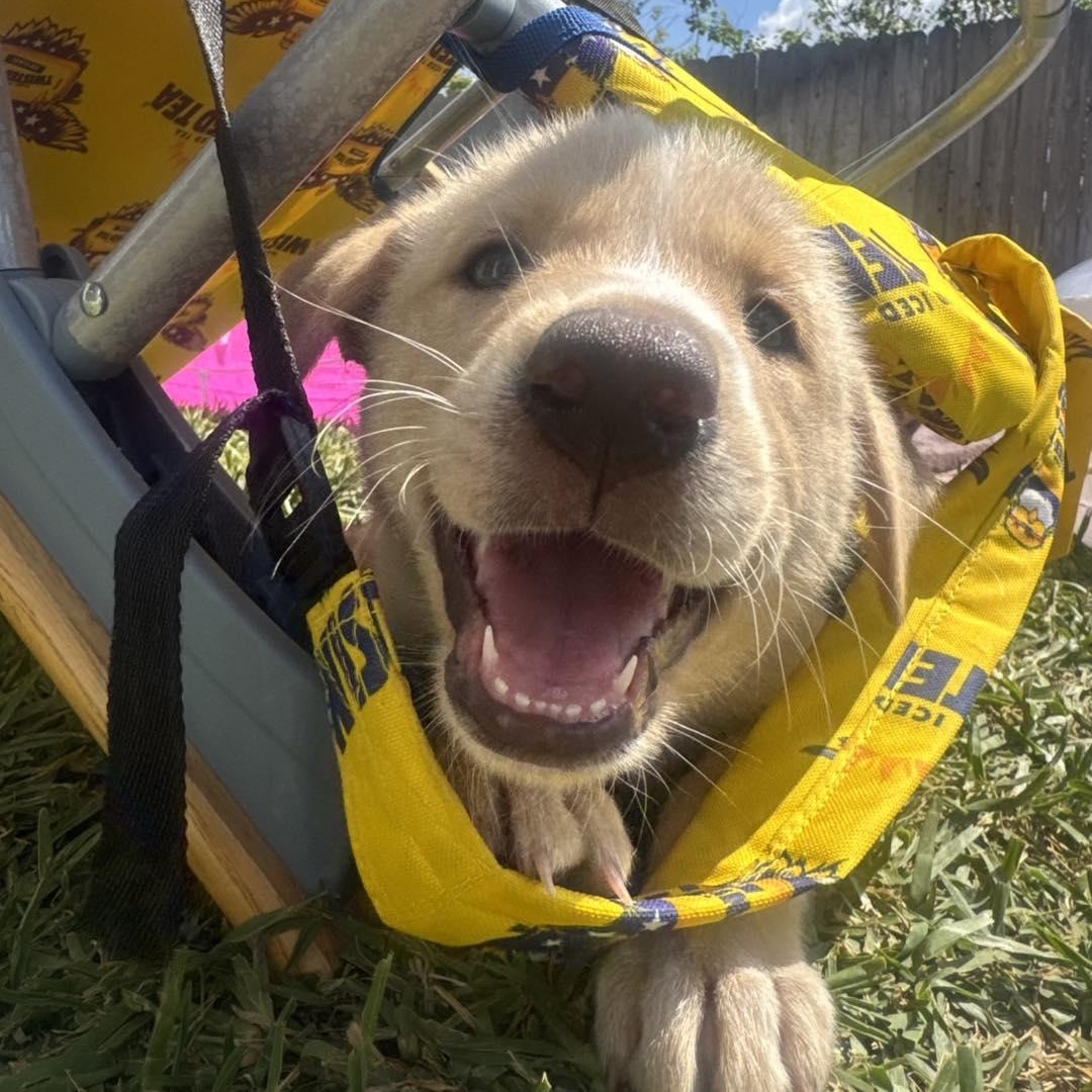 Arya, ADOPTABLE, Puppy Female Shepherd & Husky.
