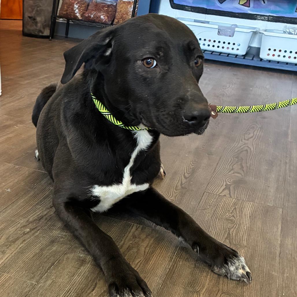 Socks, Adoptable, Adult Female Mixed Breed.