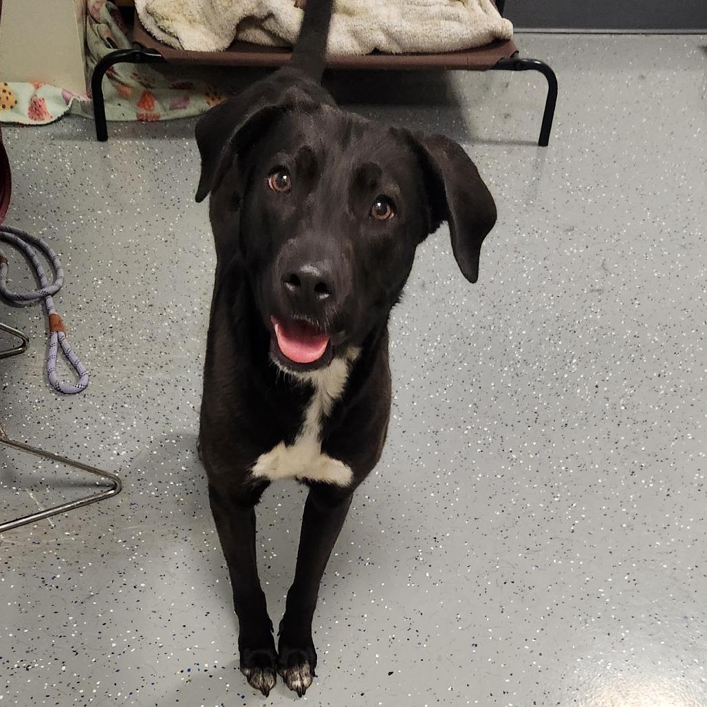 Enlarge Socks, a Adoptable Mixed Breed in Danville, KY image 1/2