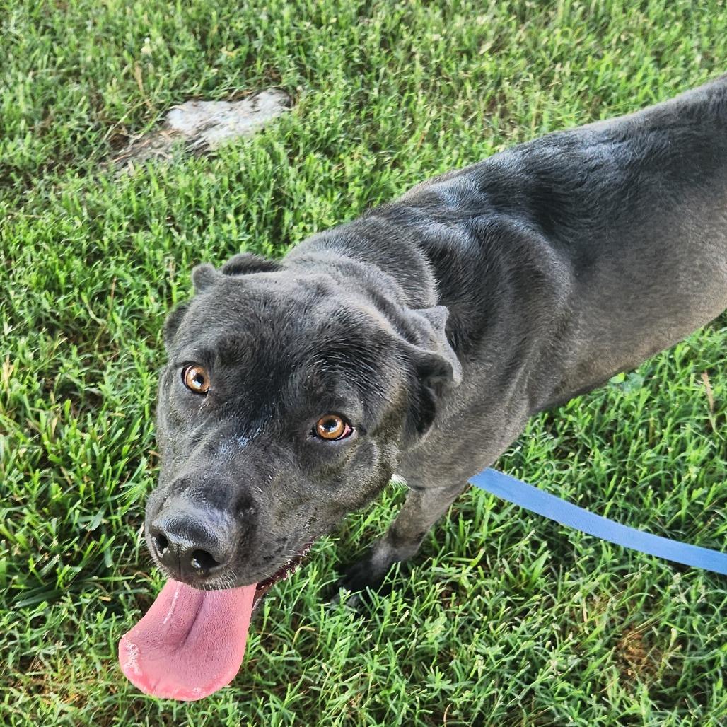 Enlarge Socks, a Adoptable Mixed Breed in Danville, KY image 2/2