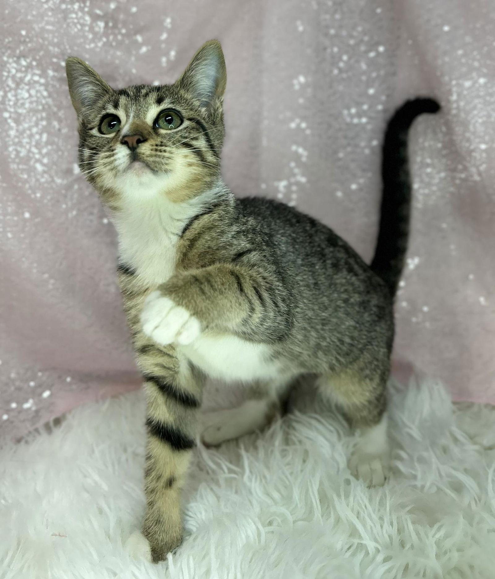 Enlarge Marbles, a Adopted Domestic Short Hair in Clarkesville, GA image 1/1