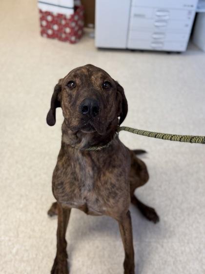 Fitz, adopted, Adult Male Plott Hound & Mixed Breed.
