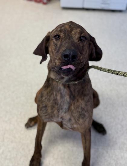 Fitz, an adopted mixed breed in Harbor Springs, MI image 2/2