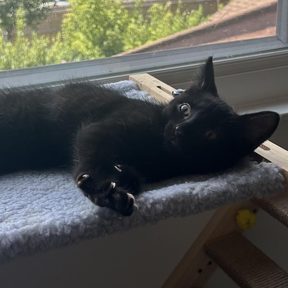 Kol, Adoptable, Kitten Male Domestic Short Hair.