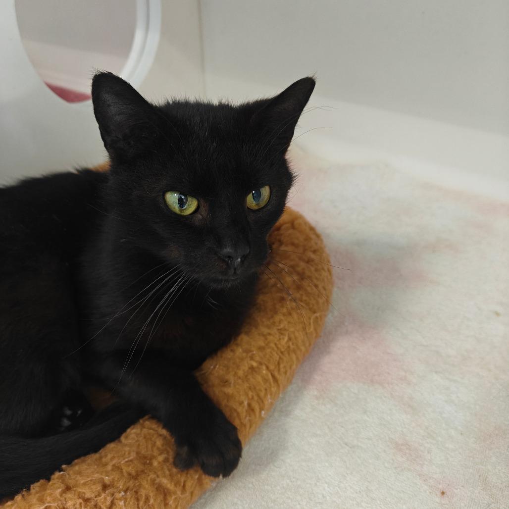 SALMON — thumbnail 2