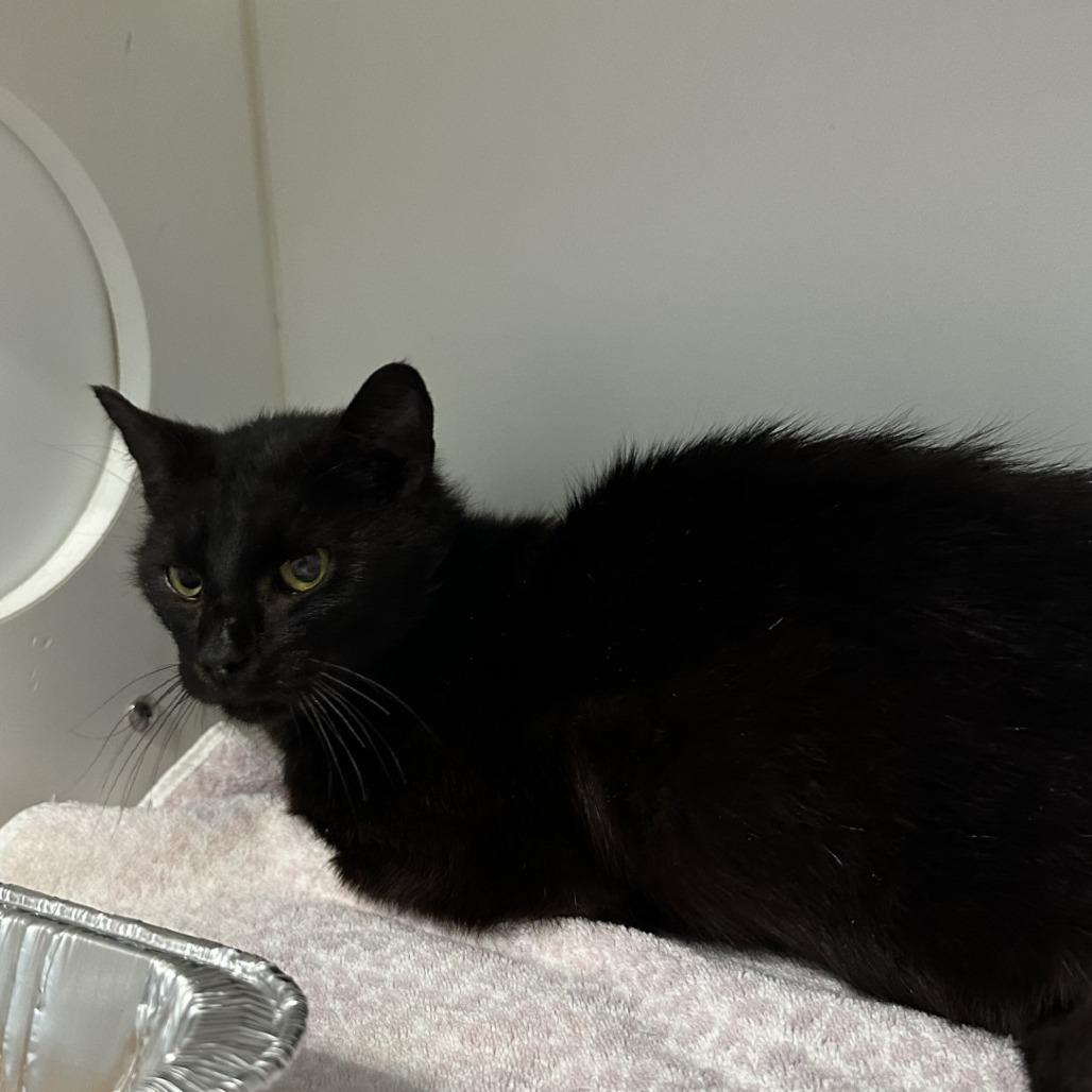 SALMON — thumbnail 3