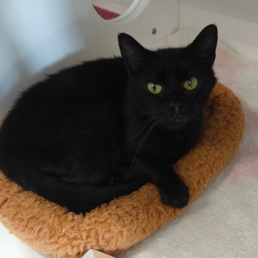 SALMON — thumbnail 4