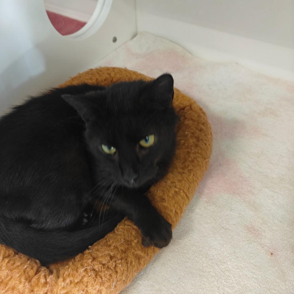 SALMON — thumbnail 5