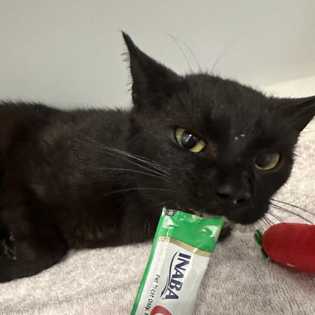 SALMON — thumbnail 6