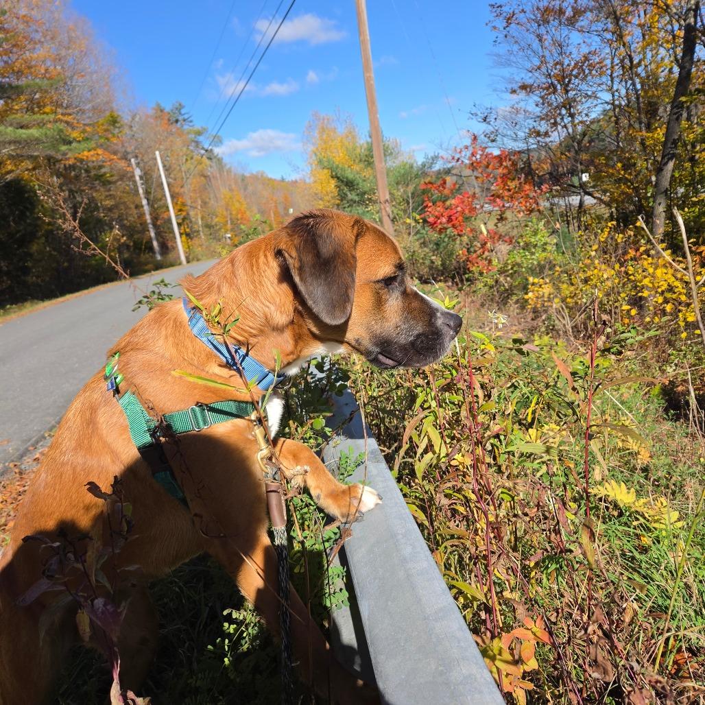 Kendrick, Adopted, Adult Male Mixed Breed & Hound.