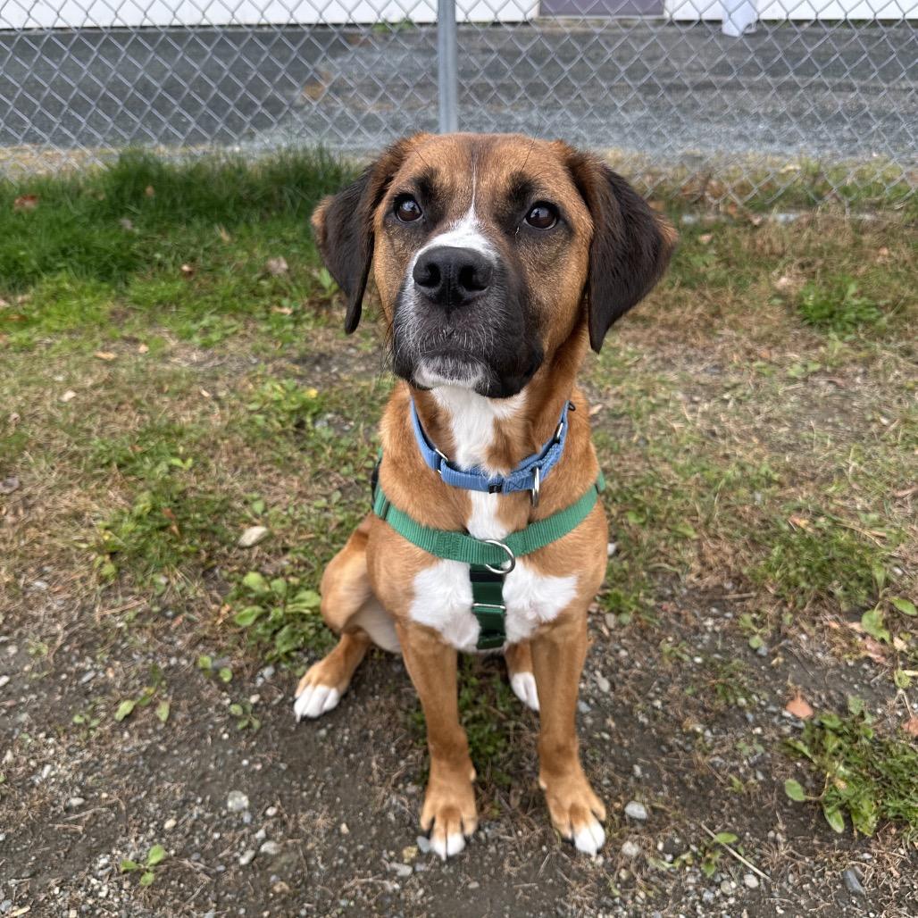 Enlarge Kendrick, a Adopted mixed breed in Enfield, NH image 2/3