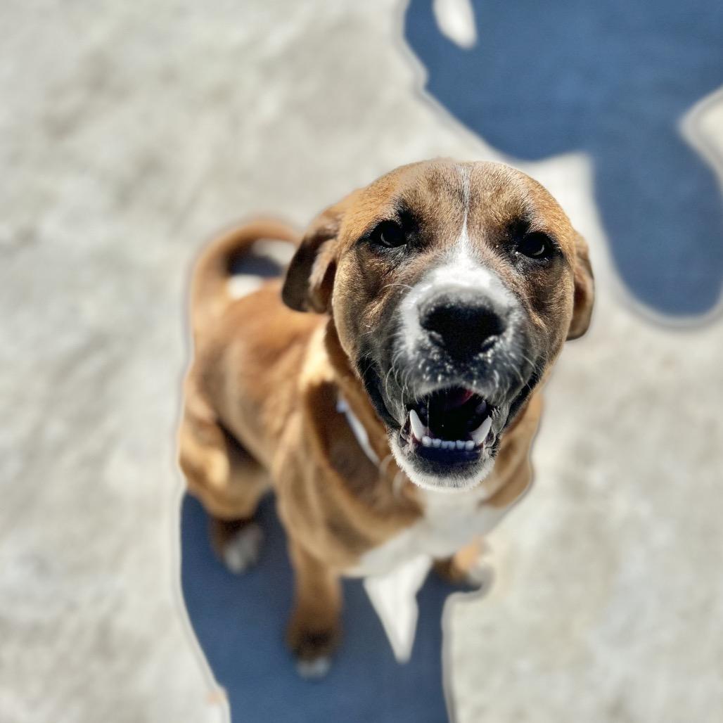 Enlarge Kendrick, a Adopted mixed breed in Enfield, NH image 3/3