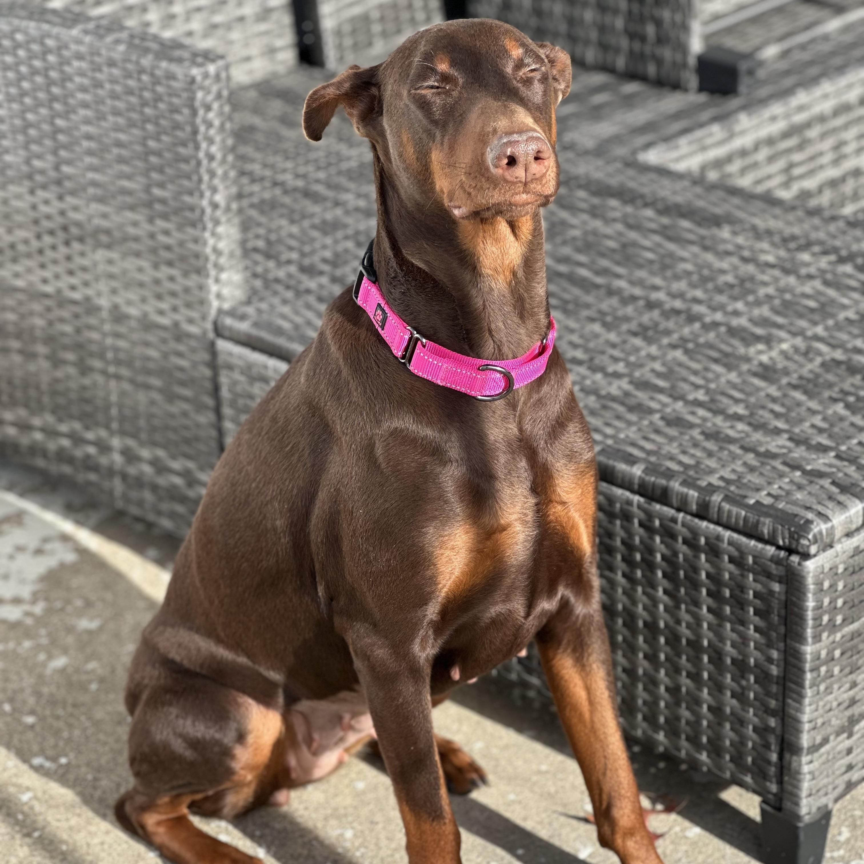 Ruby, ADOPTABLE, Adult Female Doberman Pinscher.