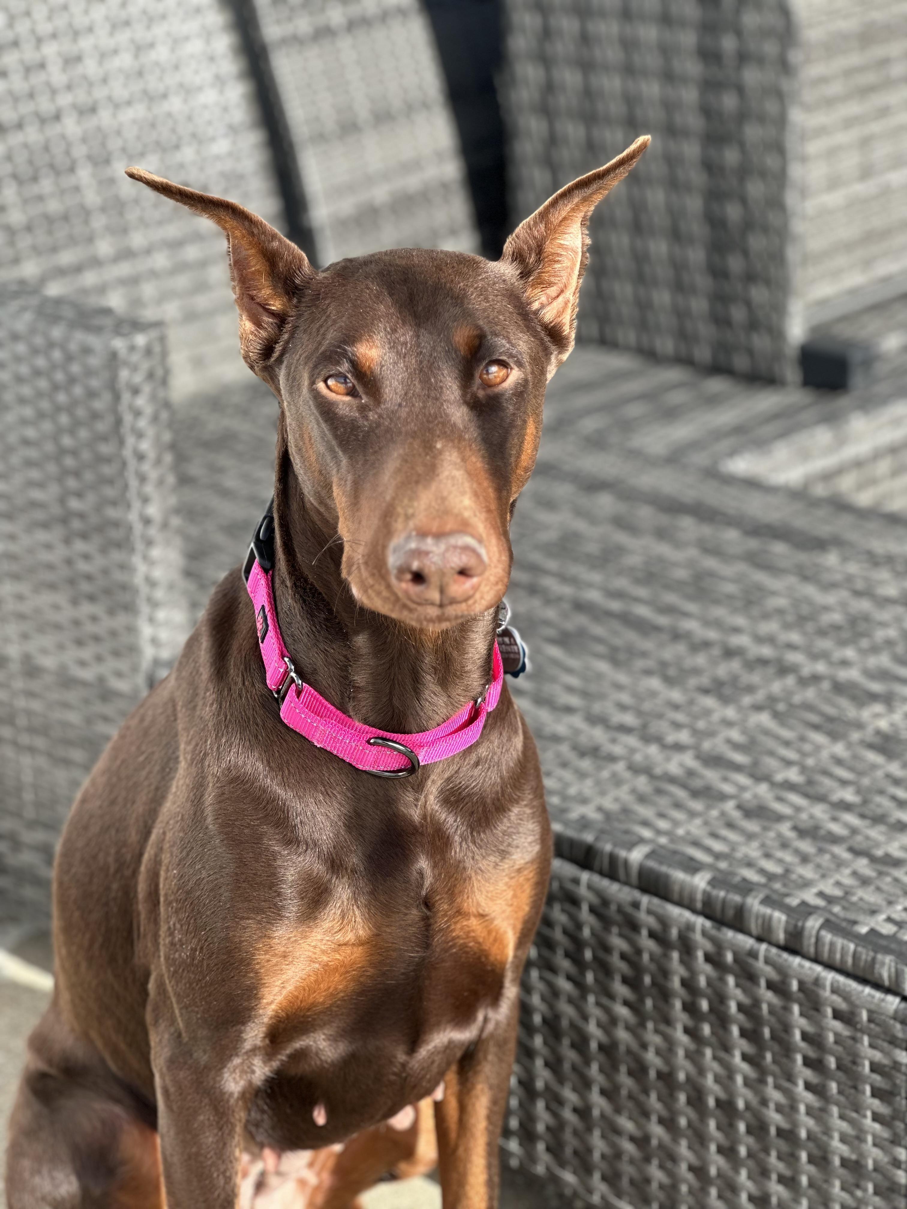 Enlarge Ruby, a ADOPTABLE Doberman Pinscher in Cleveland, OH image 2/6
