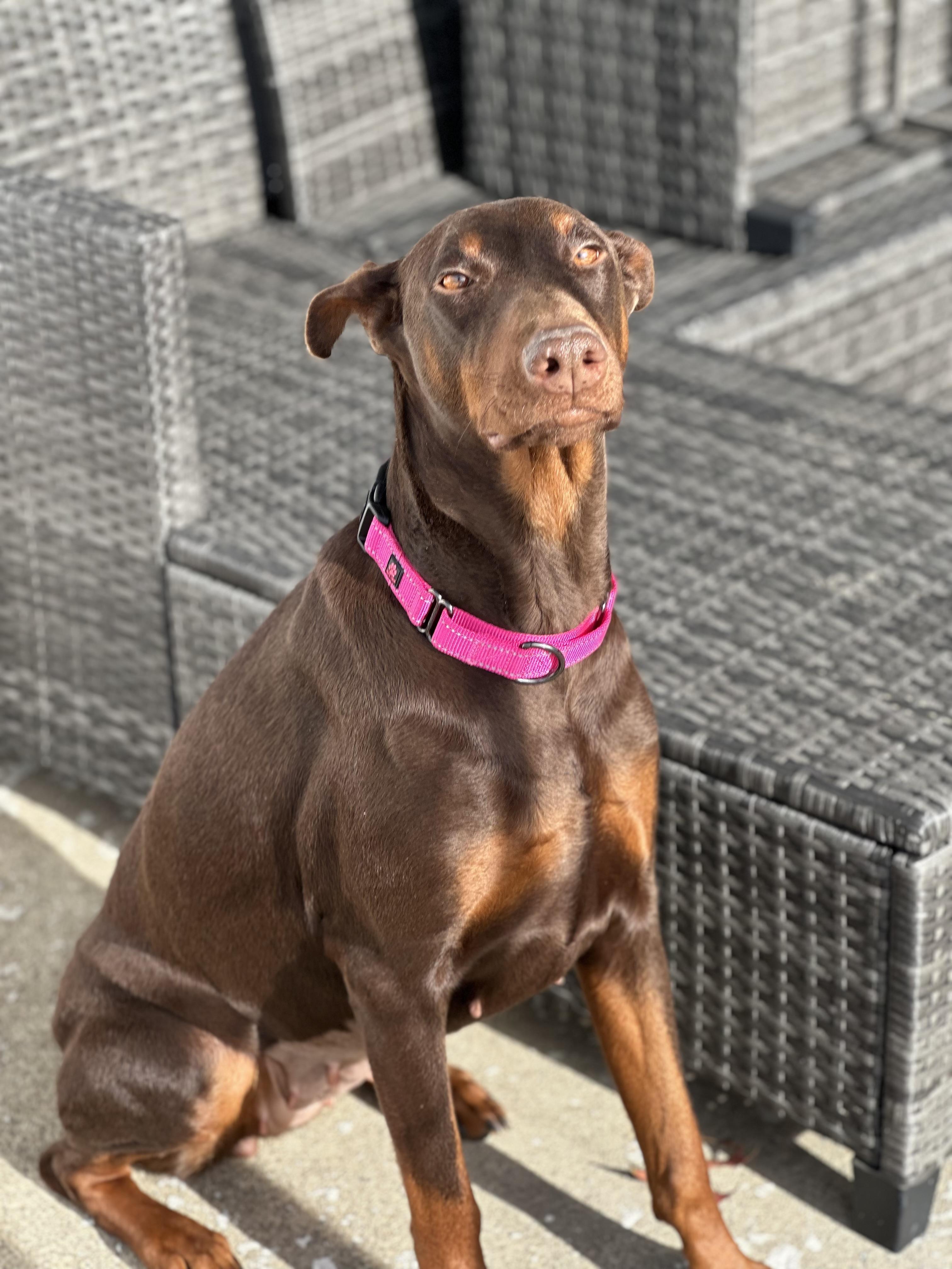 Enlarge Ruby, a ADOPTABLE Doberman Pinscher in Cleveland, OH image 3/6