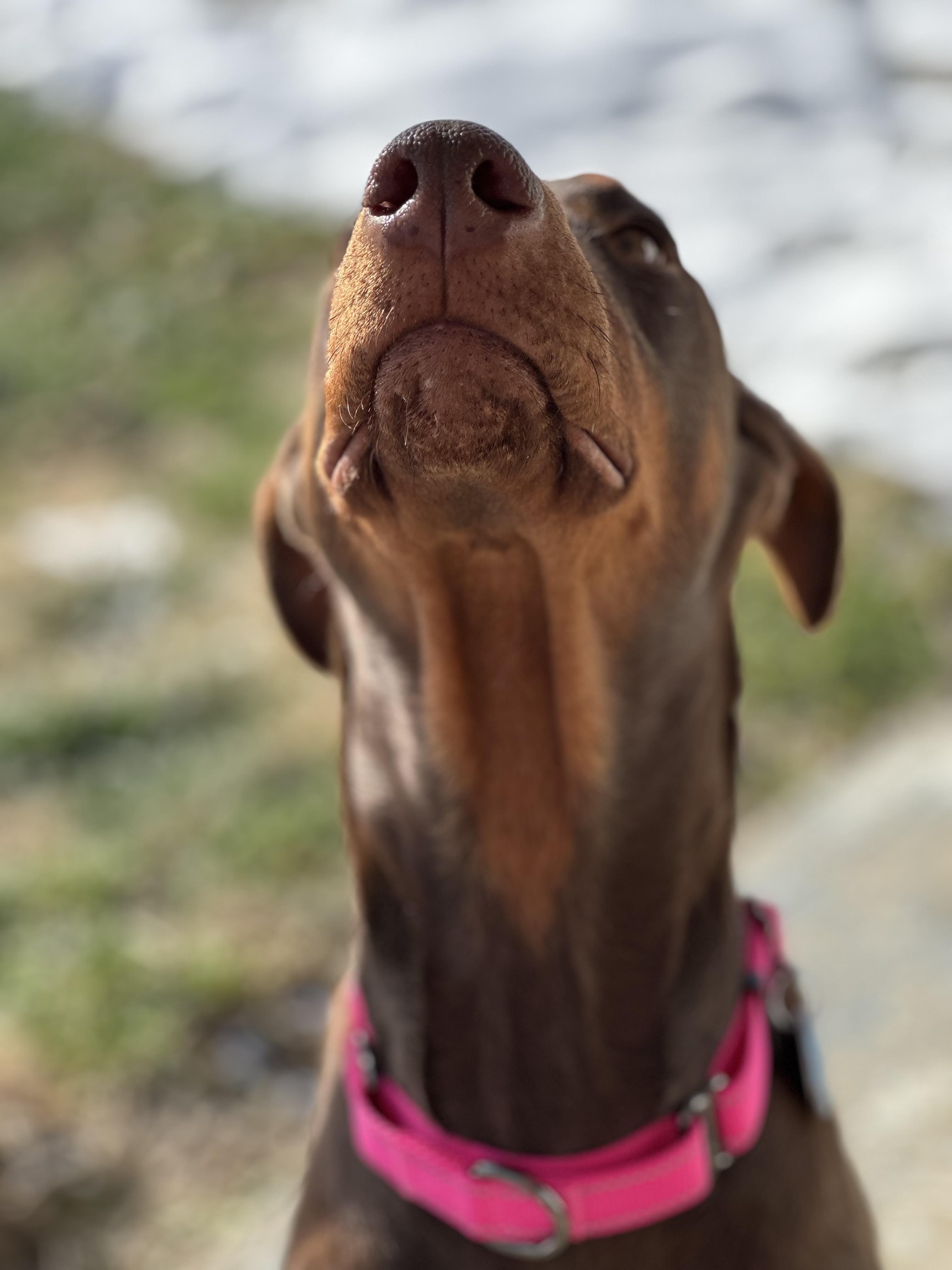 Enlarge Ruby, a ADOPTABLE Doberman Pinscher in Cleveland, OH image 5/6