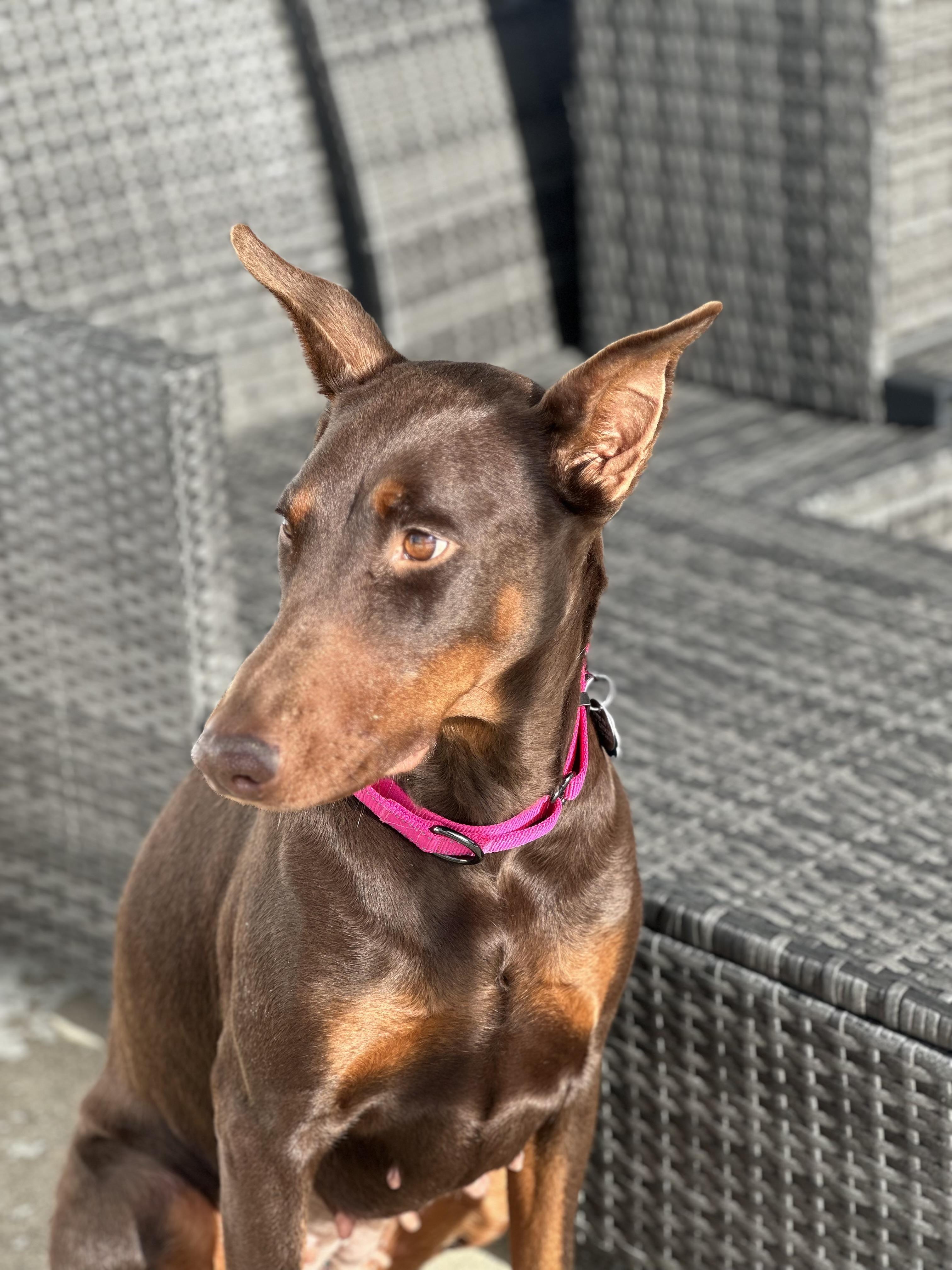 Enlarge Ruby, a ADOPTABLE Doberman Pinscher in Cleveland, OH image 6/6