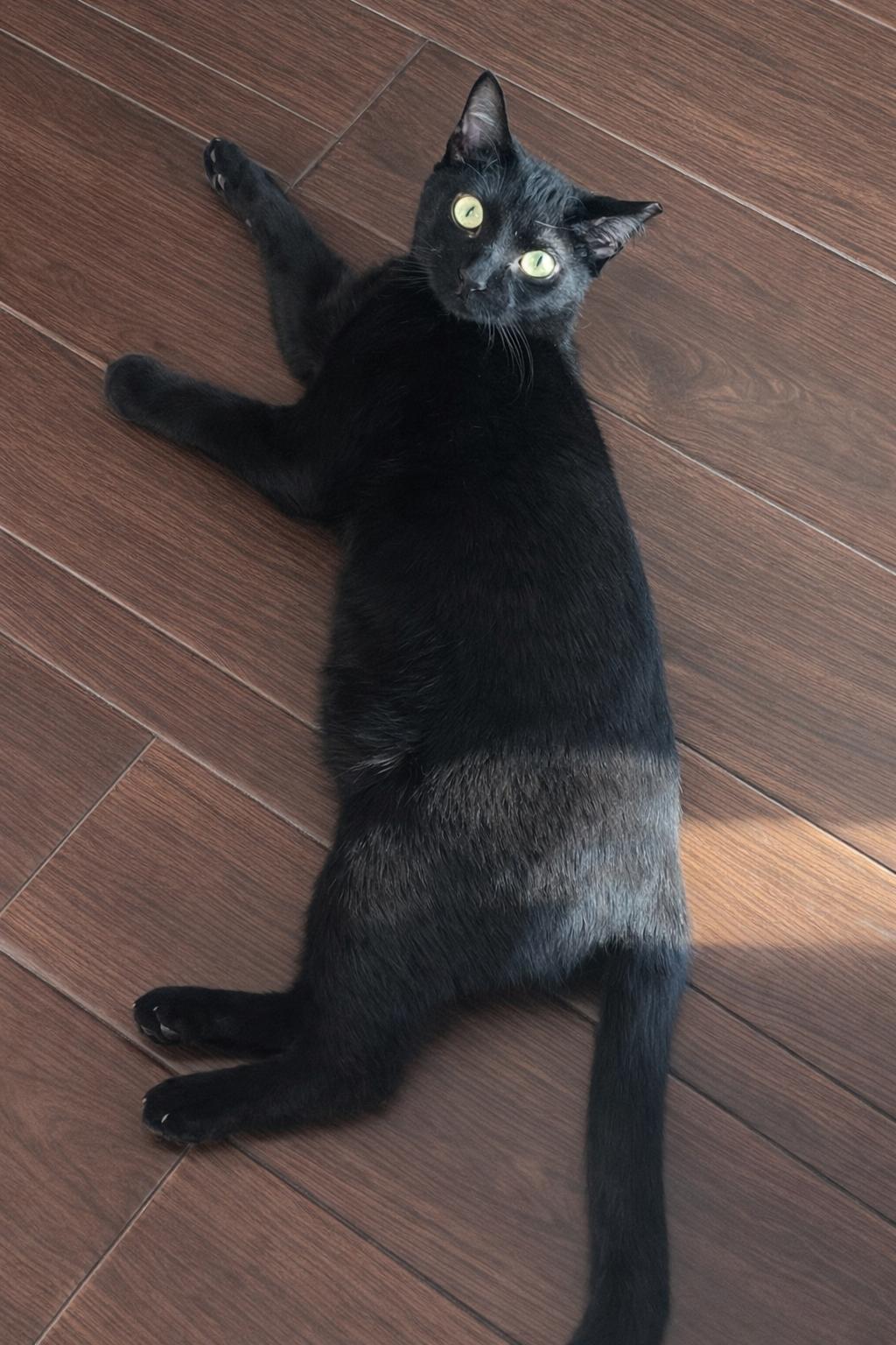 Smokey, a ADOPTABLE Domestic Short Hair in Houston, TX image 2/3