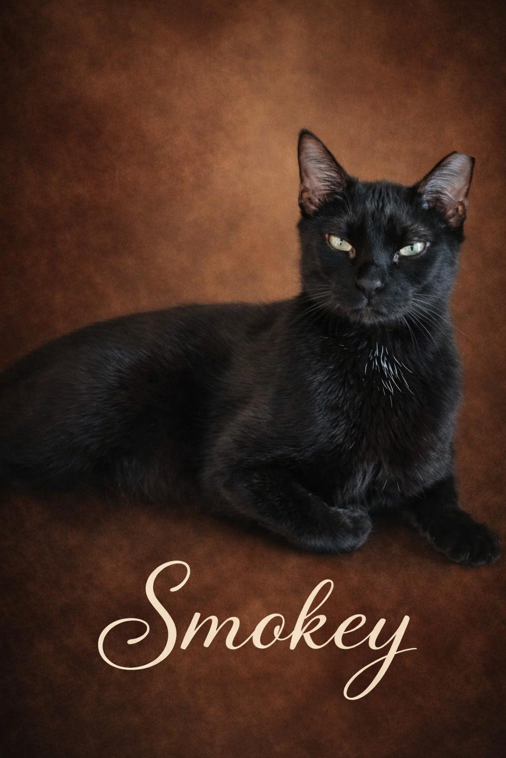Smokey, ADOPTABLE, Young Male Domestic Short Hair.