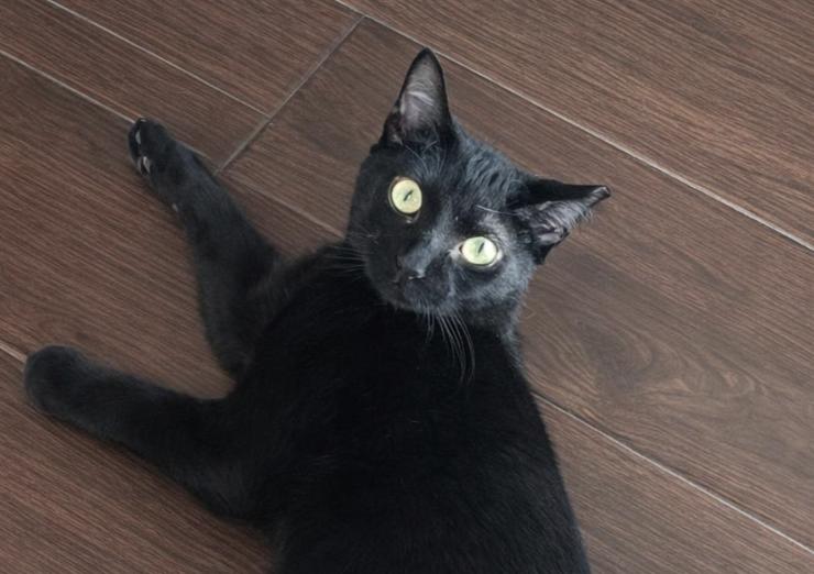 Smokey, ADOPTABLE, Young Male Domestic Short Hair.