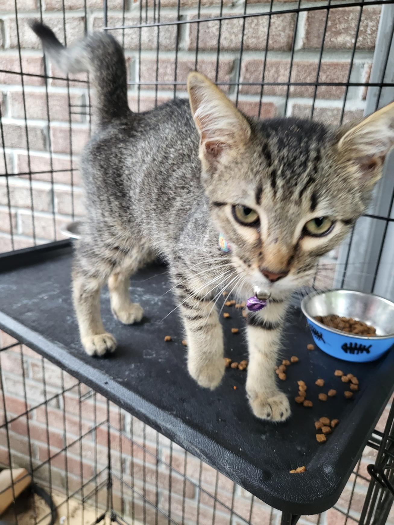 Franky, a Adopted Domestic Short Hair in Toney, AL image 3/6