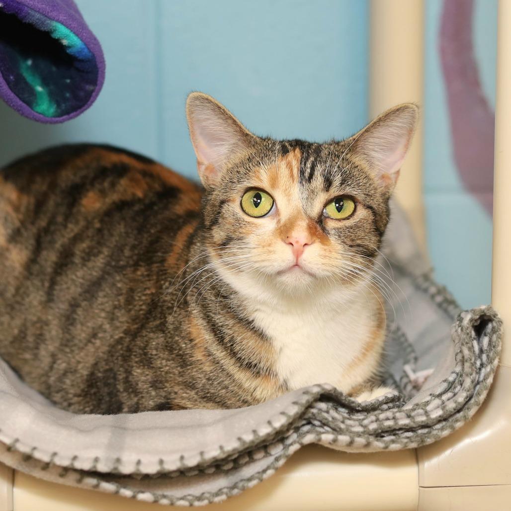 Eidika, Adoptable, Young Female Domestic Short Hair.