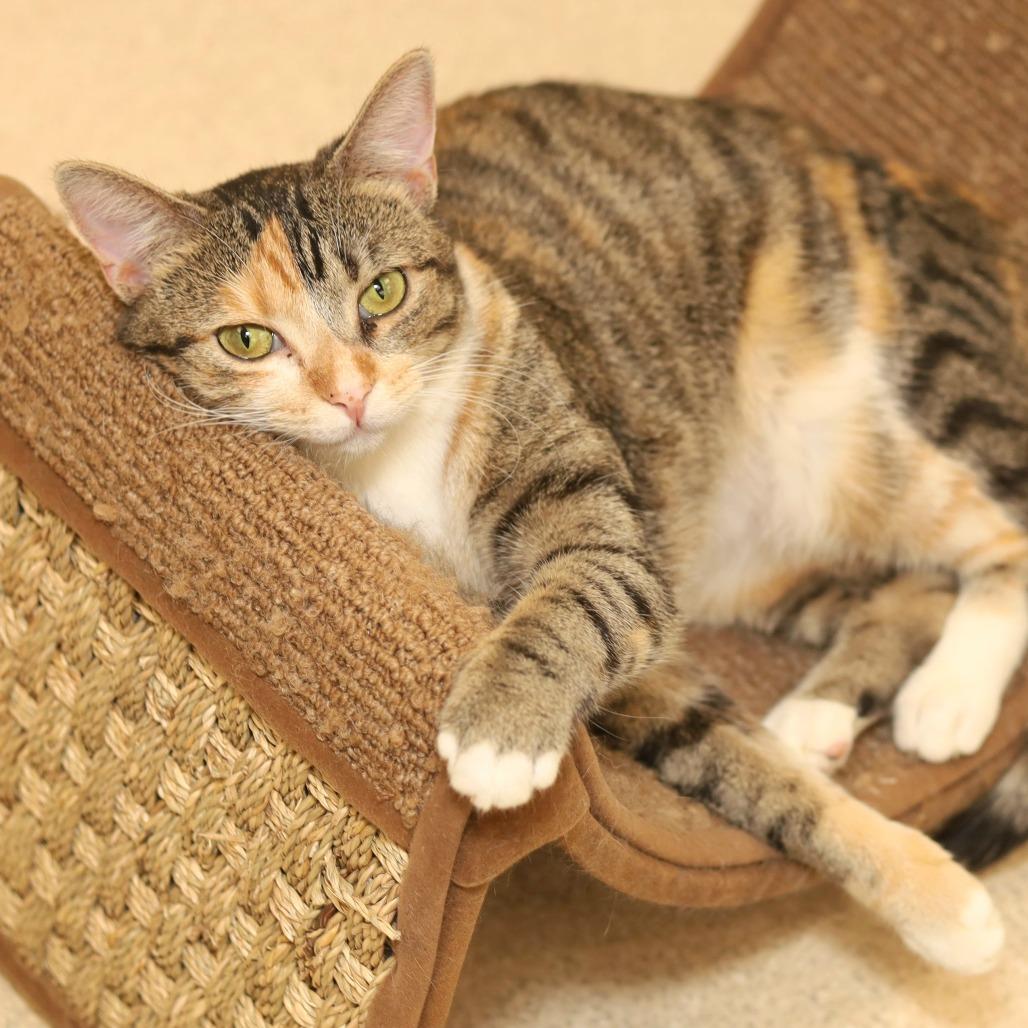Enlarge Emery, a Adoptable Domestic Short Hair in Evansville, IN image 2/6