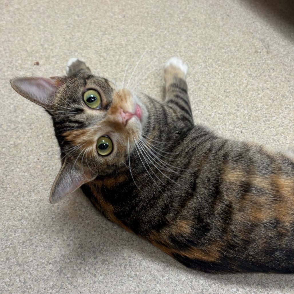 Enlarge Eidika, a Adoptable Domestic Short Hair in Evansville, IN image 1/4