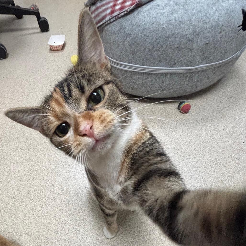 Enlarge Eidika, a Adoptable Domestic Short Hair in Evansville, IN image 2/4