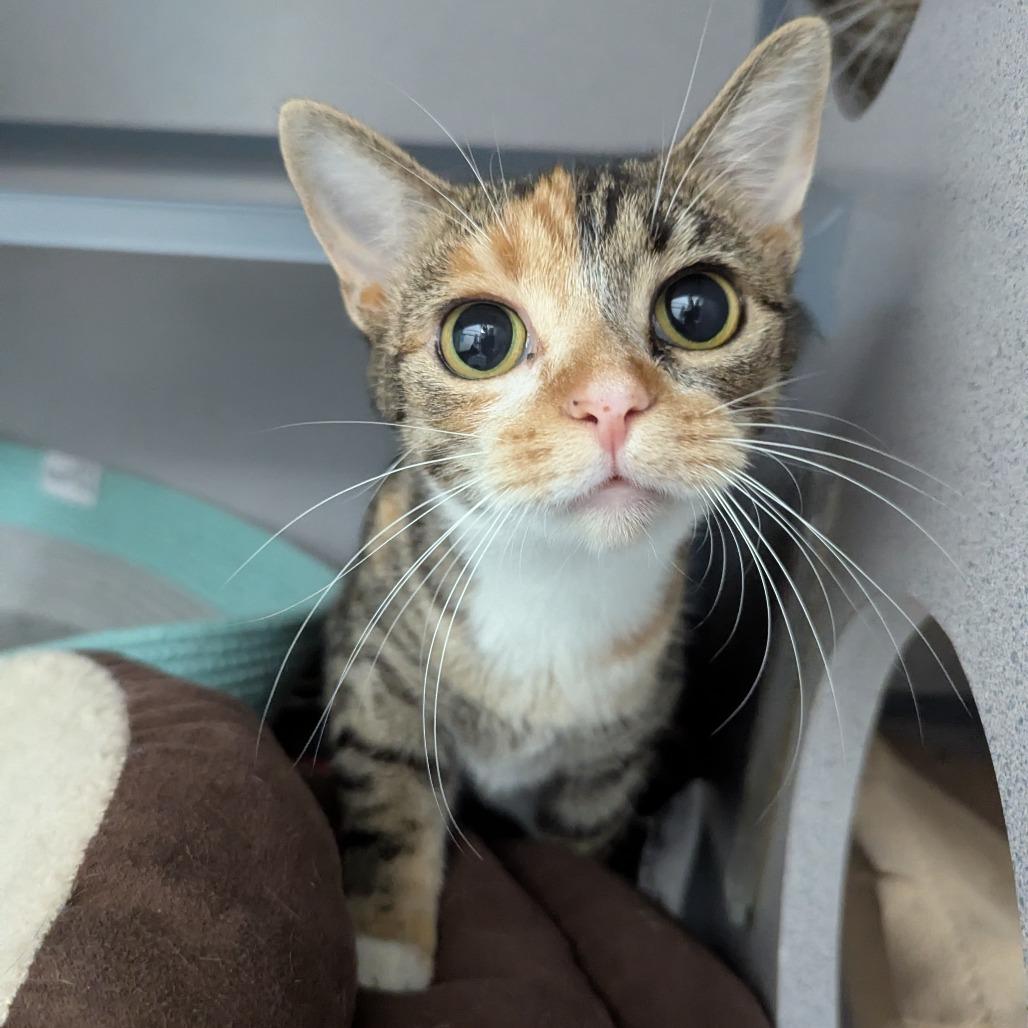 Enlarge Eidika, a Adoptable Domestic Short Hair in Evansville, IN image 3/4