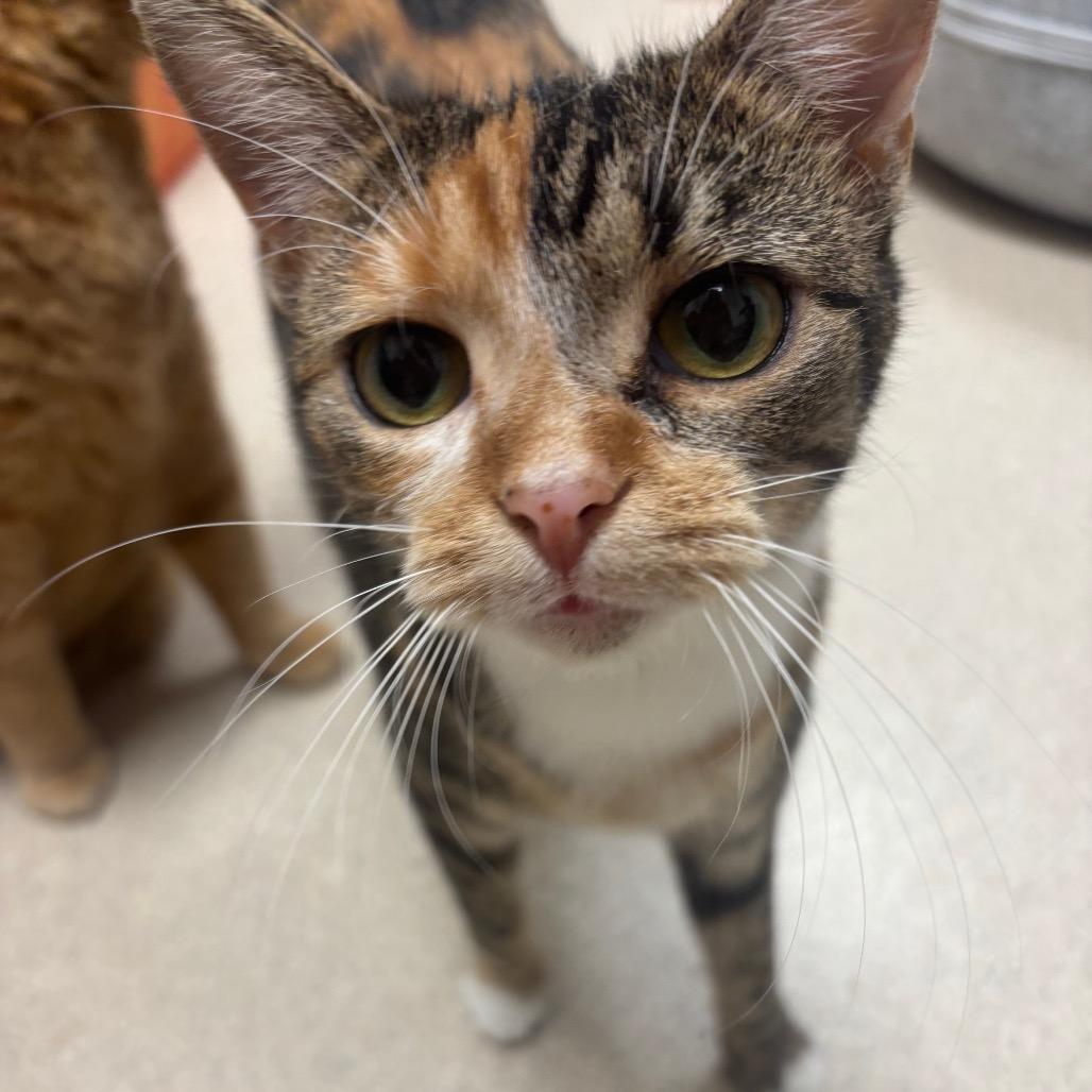 Enlarge Eidika, a Adoptable Domestic Short Hair in Evansville, IN image 4/4