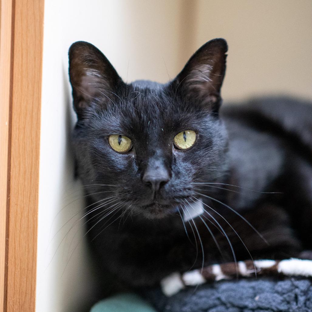 Enlarge Colt, a Adoptable Domestic Short Hair in Albuquerque, NM image 1/3
