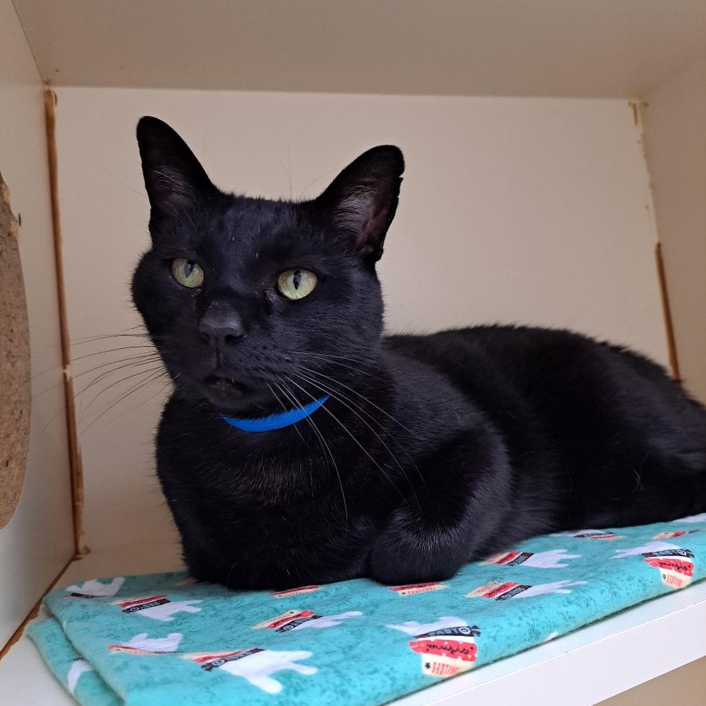 Enlarge Colt, a Adoptable Domestic Short Hair in Albuquerque, NM image 2/3