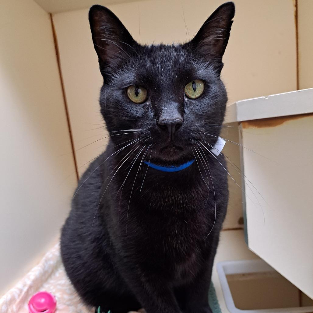 Enlarge Colt, a Adoptable Domestic Short Hair in Albuquerque, NM image 3/3