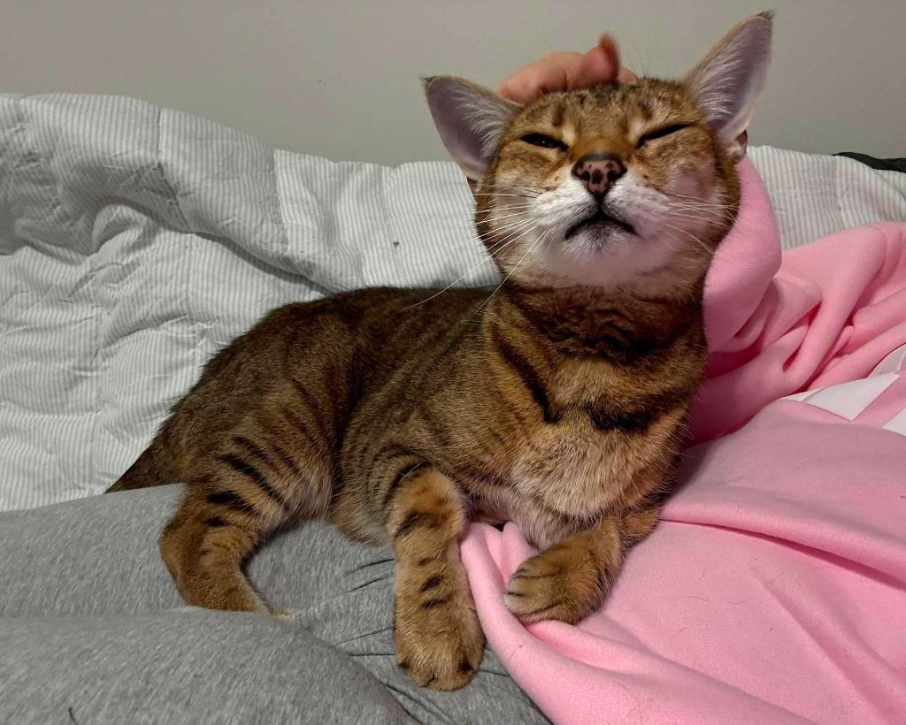 Enlarge Miley, a Adoptable Bengal in Hoover , AL image 1/3