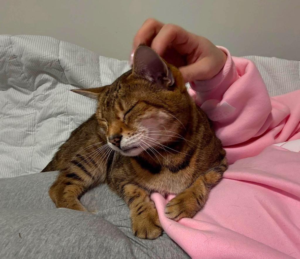 Enlarge Miley, a Adoptable Bengal in Hoover , AL image 2/3