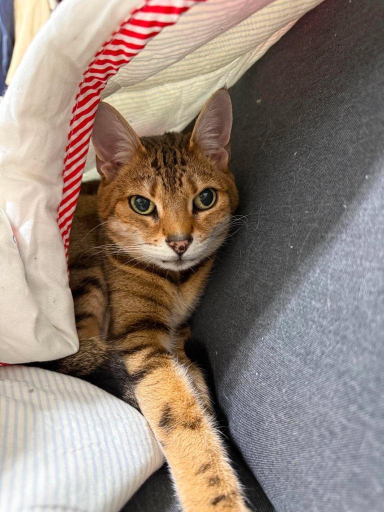 Enlarge Miley, a Adoptable Bengal in Hoover , AL image 3/3