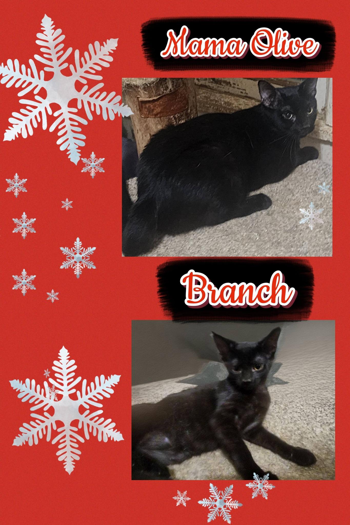 Enlarge MAMA OLIVE, a ADOPTABLE Domestic Short Hair in Fitchburg, WI image 1/1