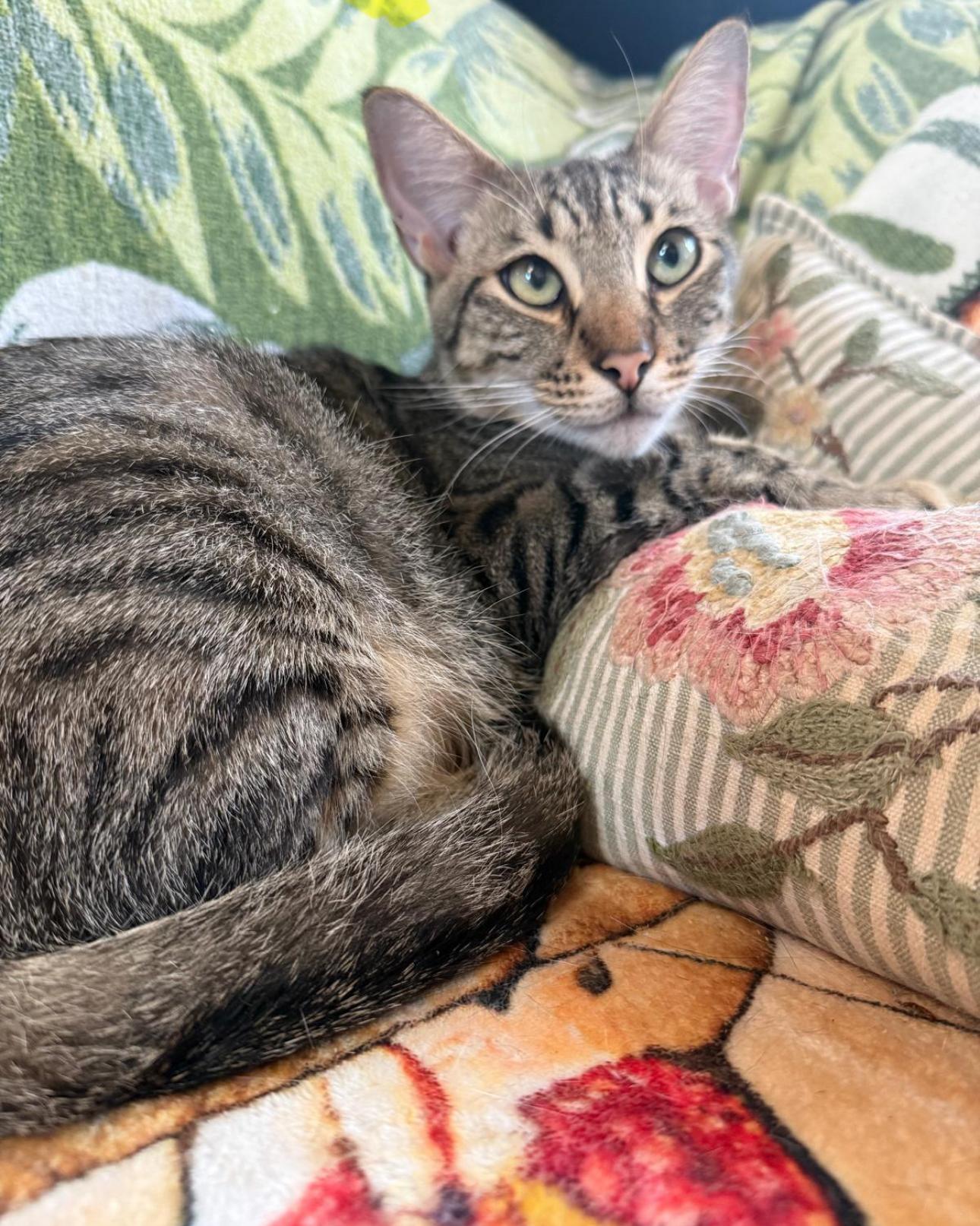Enlarge Oliver Twist, a Adopted American Shorthair in Concord, NH image 4/5