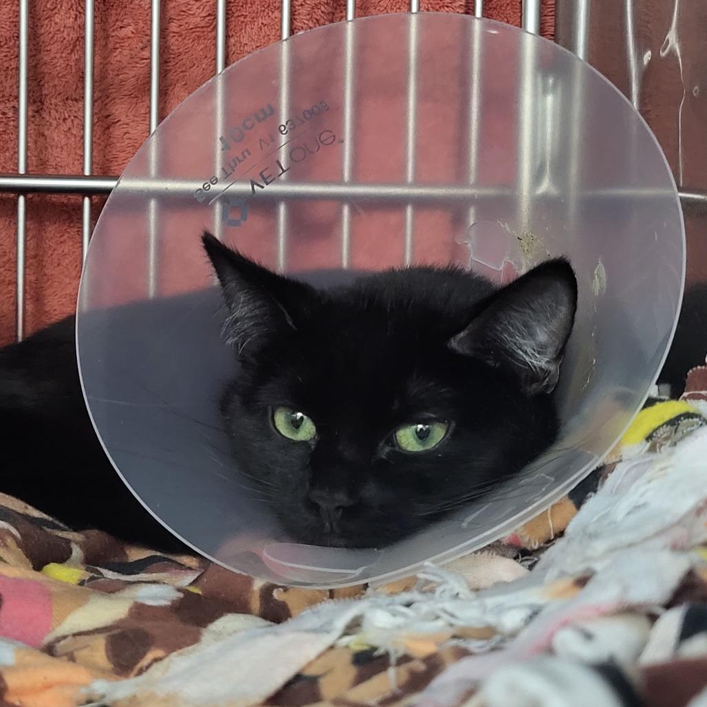 Maleficent, Adoptable, Young Female Domestic Short Hair.