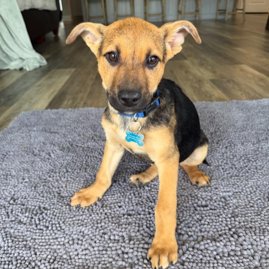 Currant, a Adoptable mixed breed in Cleveland, OH image 3/6