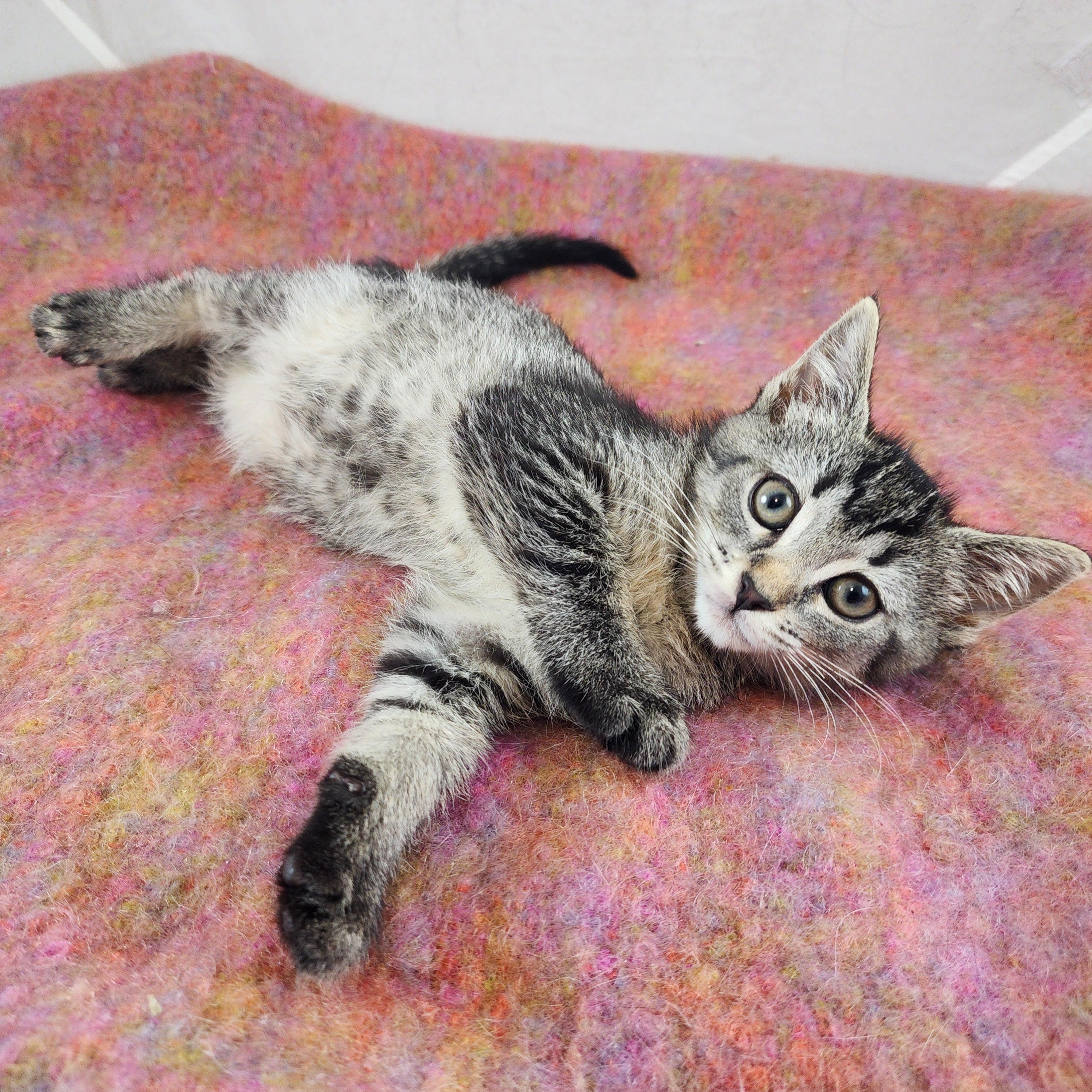 Gilda, a Adoptable Domestic Short Hair in New York, NY image 1/6
