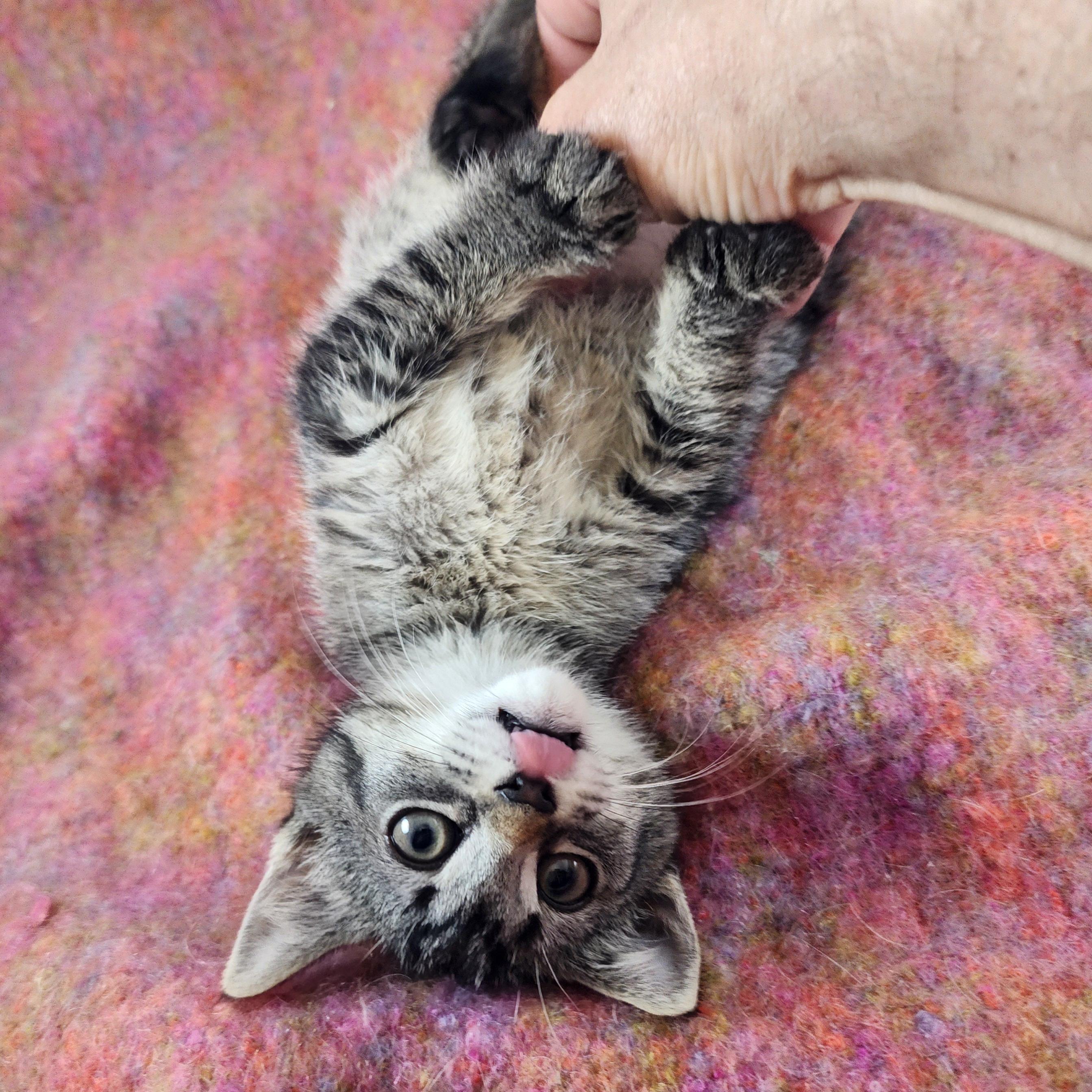 Gilda, a Adoptable Domestic Short Hair in New York, NY image 5/6