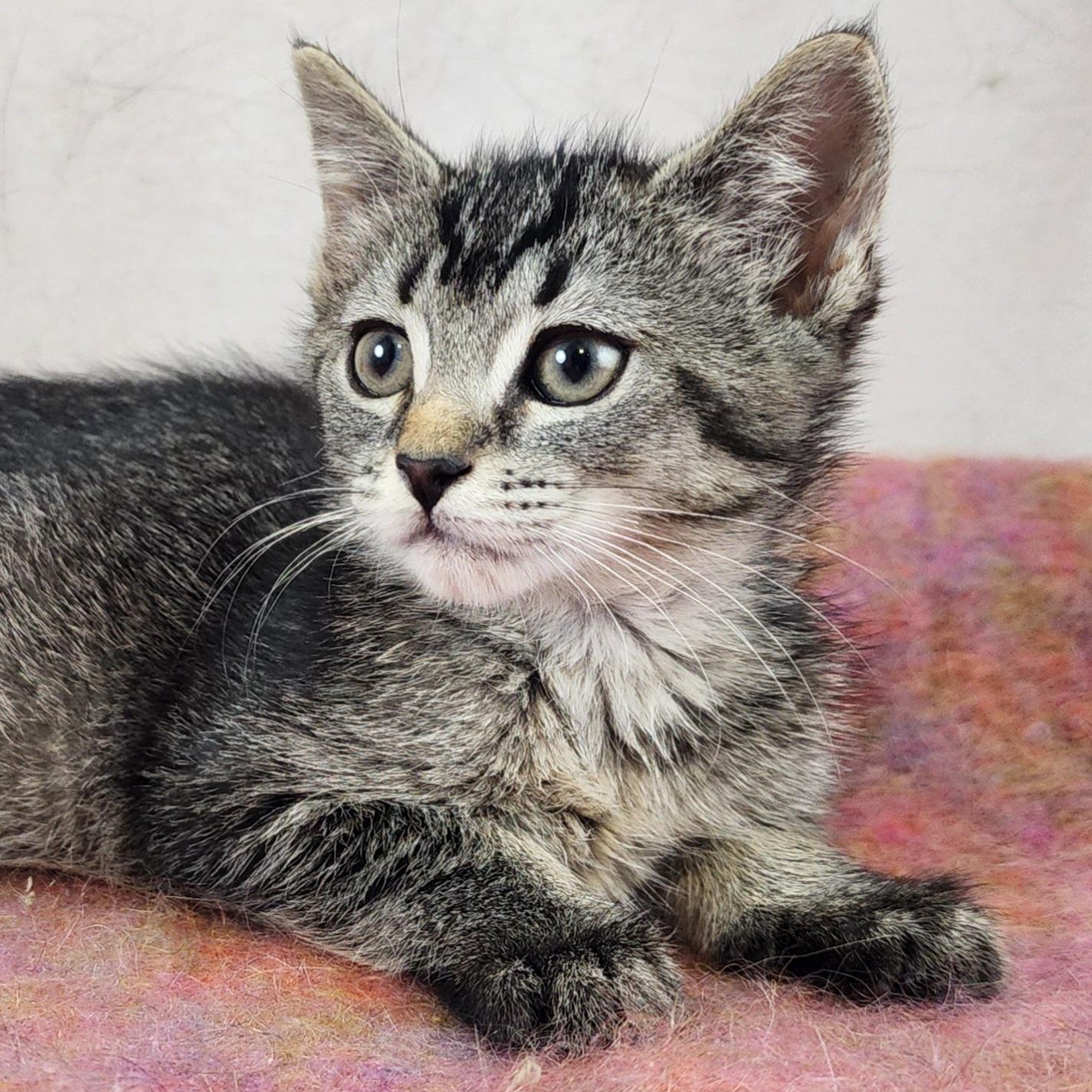 Gilda, a Adoptable Domestic Short Hair in New York, NY image 3/6