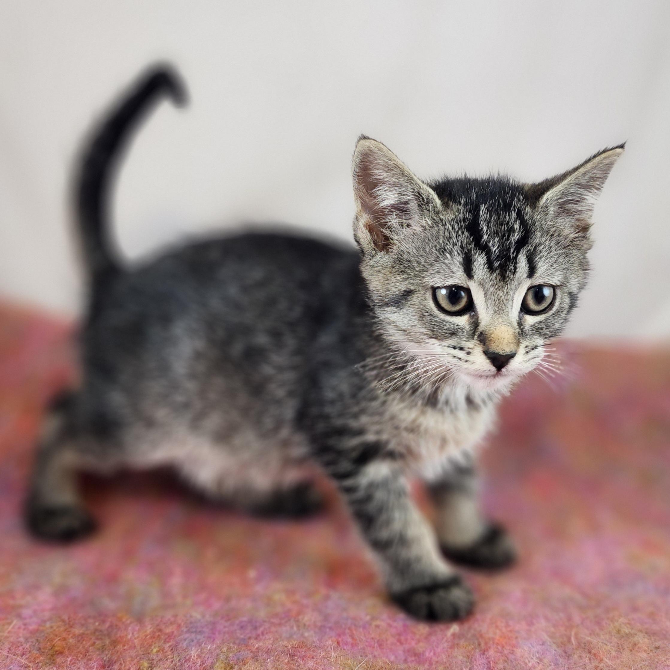 Gilda, a Adoptable Domestic Short Hair in New York, NY image 2/6